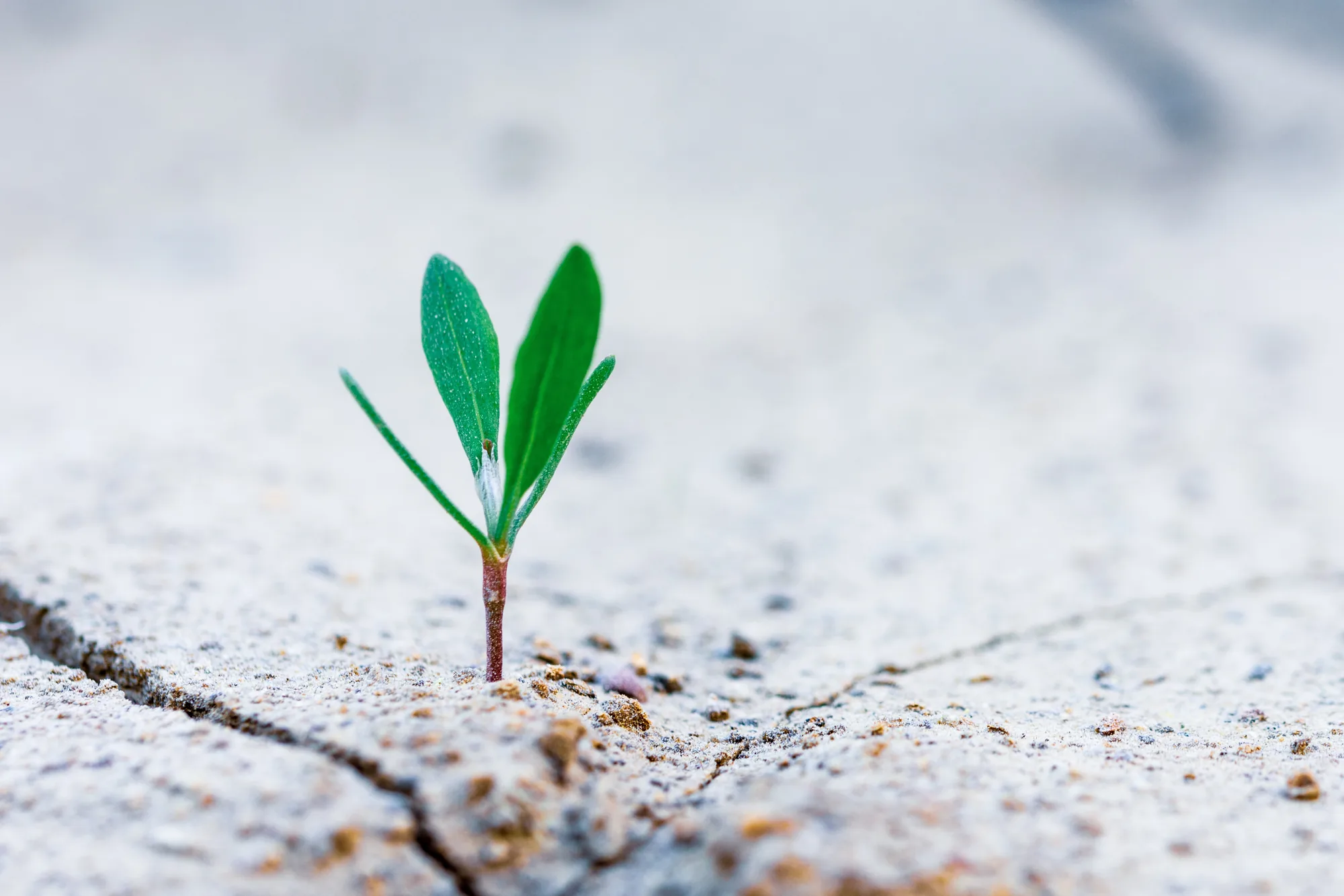 A small green seedling growing through a crack in pavement